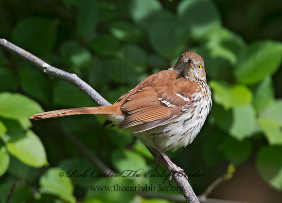 Toxostoma rufum  BROWN THRASHER 9000537
