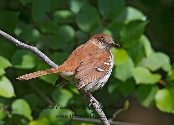 Toxostoma rufum  BROWN THRASHER 9000538