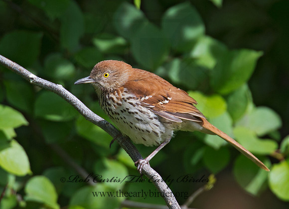 Toxostoma rufum  BROWN THRASHER 9000539
