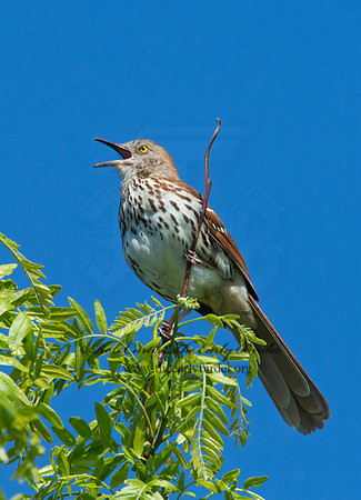 Toxostoma rufum  BROWN THRASHER 9001708