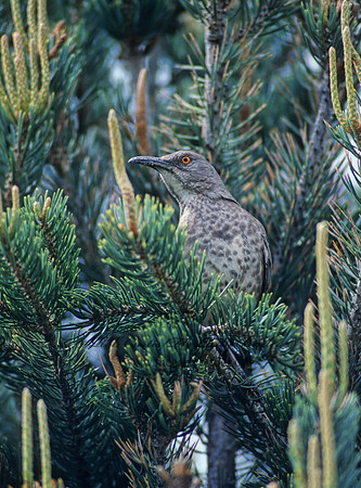 Toxostoma curvirostre  CURVE-BILLED THRASHER 72827