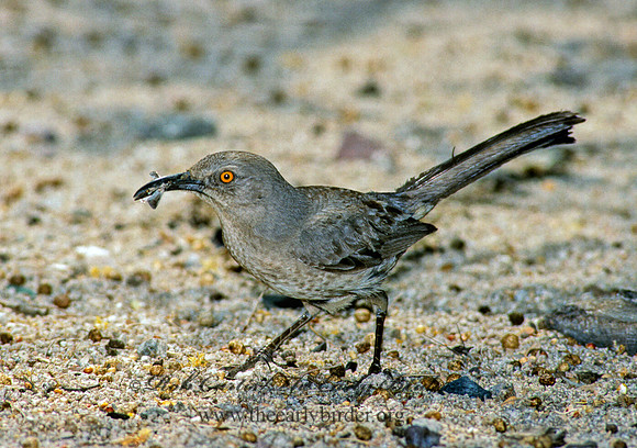 Toxostoma curvirostre  CURVE-BILLED THRASHER 91037