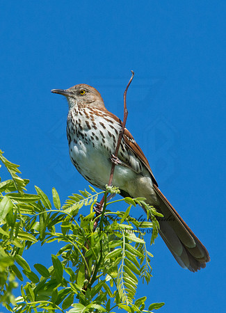 Toxostoma rufum  BROWN THRASHER 9001711