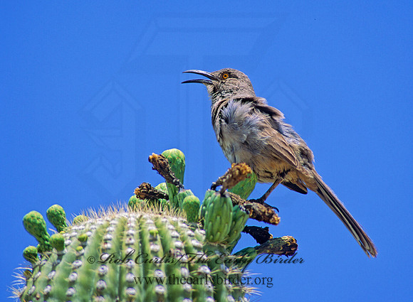 Toxostoma curvirostre  CURVE-BILLED THRASHER 93736