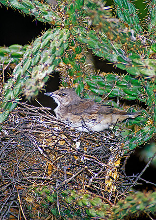 Toxostoma curvirostre  CURVE-BILLED THRASHER 92518