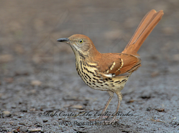 Toxostoma rufum  BROWN THRASHER 9004330-1