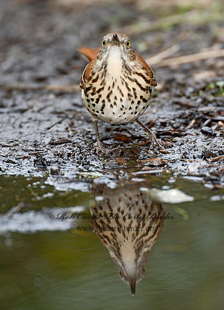 Toxostoma rufum  BROWN THRASHER 9004298-1