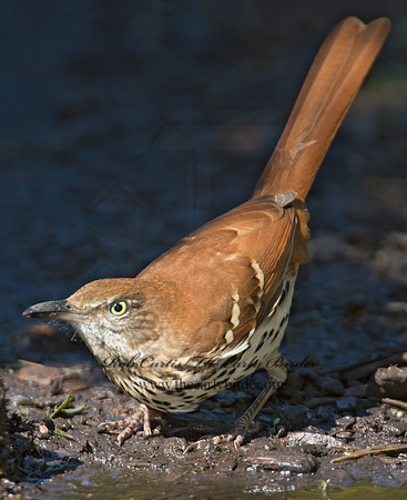 Toxostoma rufum  BROWN THRASHER 9004461