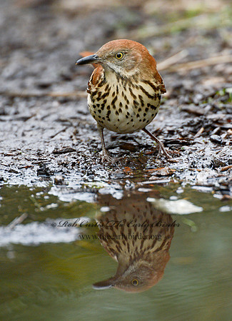 Toxostoma rufum  BROWN THRASHER 9004299-1