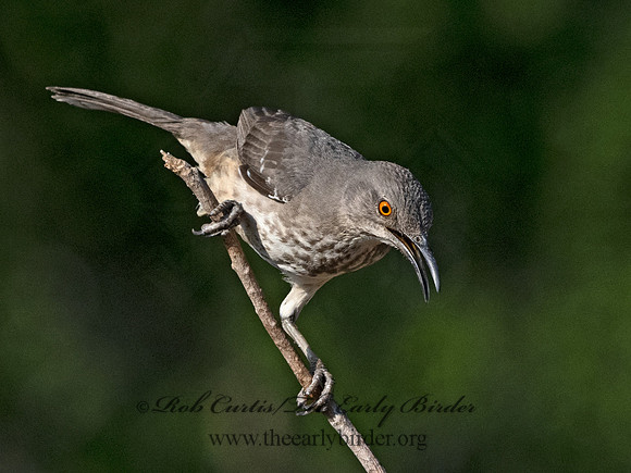 Toxostoma curvirostre  CURVE-BILLED THRASHER 3034303