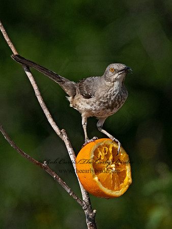 Toxostoma curvirostre  CURVE-BILLED THRASHER 3034217