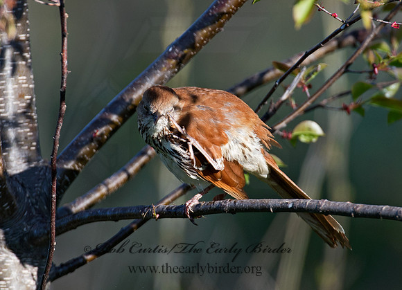Toxostoma rufum  BROWN THRASHER 9011039