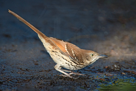 Toxostoma rufum  BROWN THRASHER 9004449