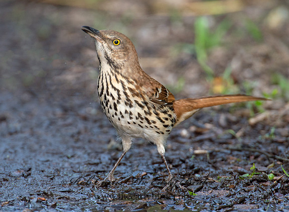 Toxostoma rufum  BROWN THRASHER 9004752