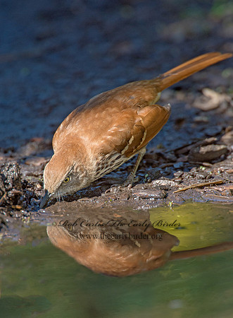 Toxostoma rufum  BROWN THRASHER 9004465