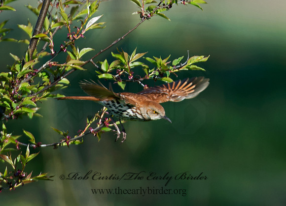Toxostoma rufum  BROWN THRASHER 9011041