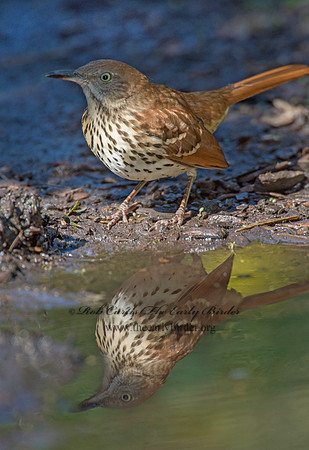 Toxostoma rufum  BROWN THRASHER 9004468