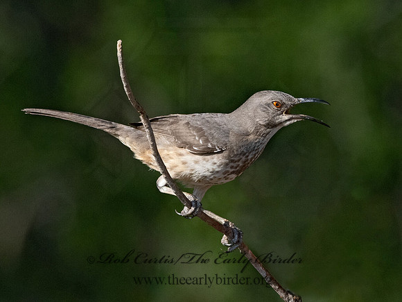 Toxostoma curvirostre  CURVE-BILLED THRASHER 3034309