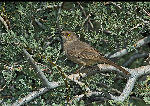 Toxostoma curvirostre  CURVE-BILLED THRASHER 5005115