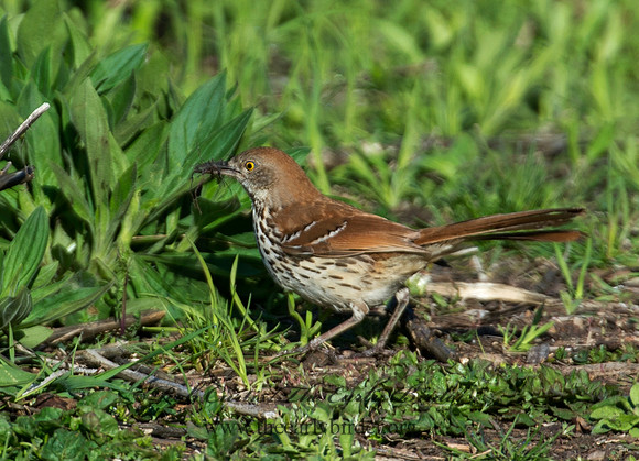 Toxostoma rufum  BROWN THRASHER 9011044