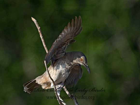 Toxostoma curvirostre  CURVE-BILLED THRASHER 3034305