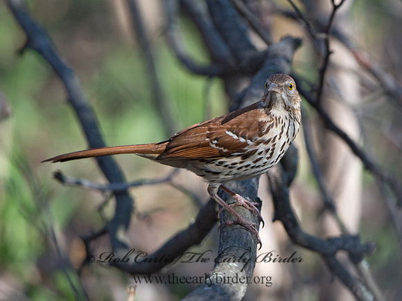Toxostoma rufum  BROWN THRASHER 9036885