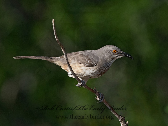 Toxostoma curvirostre  CURVE-BILLED THRASHER 3034329