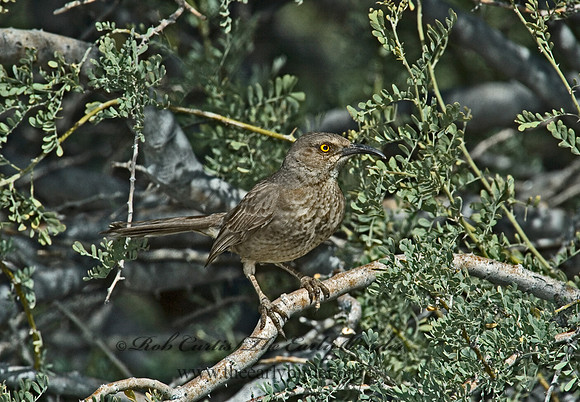 Toxostoma curvirostre  CURVE-BILLED THRASHER 5005117