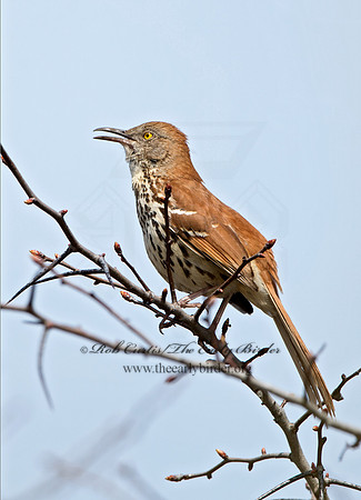Toxostoma rufum  BROWN THRASHER 9043046