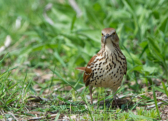 Toxostoma rufum  BROWN THRASHER 9043056