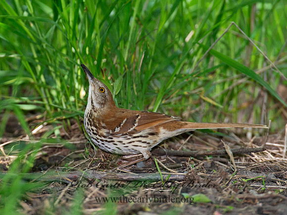 Toxostoma rufum  BROWN THRASHER 9011409