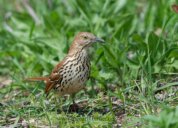Toxostoma rufum  BROWN THRASHER 9043058