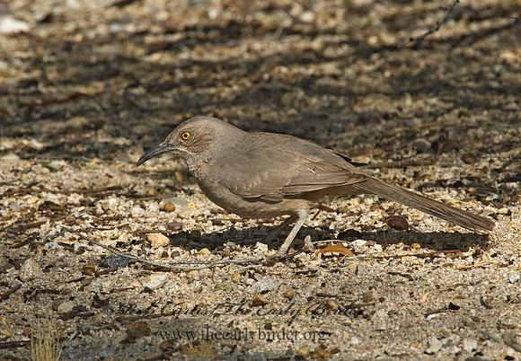 Toxostoma curvirostre  CURVE-BILLED THRASHER 5005127