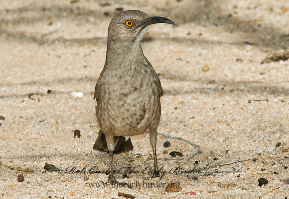 Toxostoma curvirostre  CURVE-BILLED THRASHER 5005134
