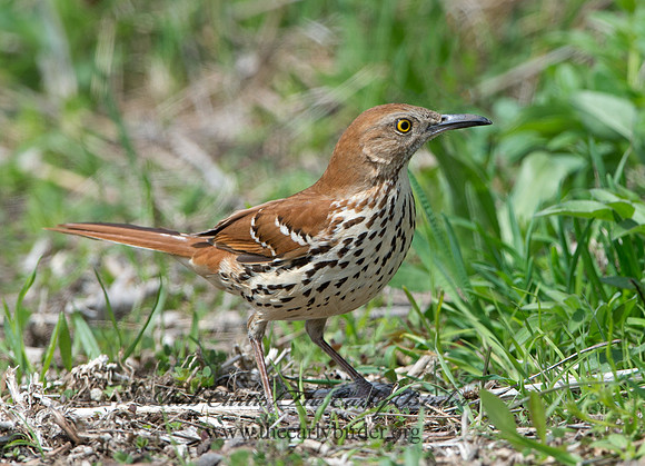 Toxostoma rufum  BROWN THRASHER 9043062