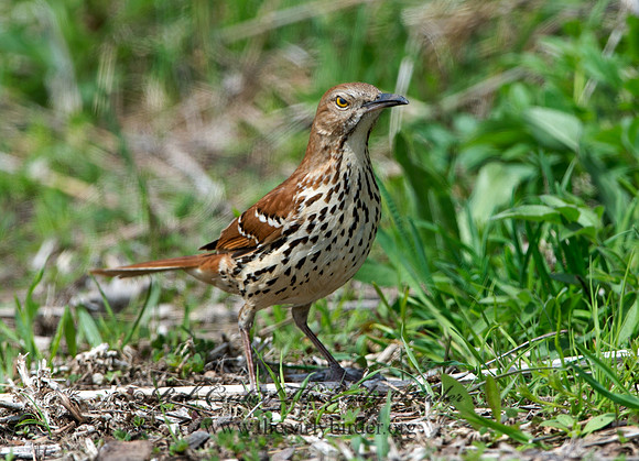 Toxostoma rufum  BROWN THRASHER 9043063