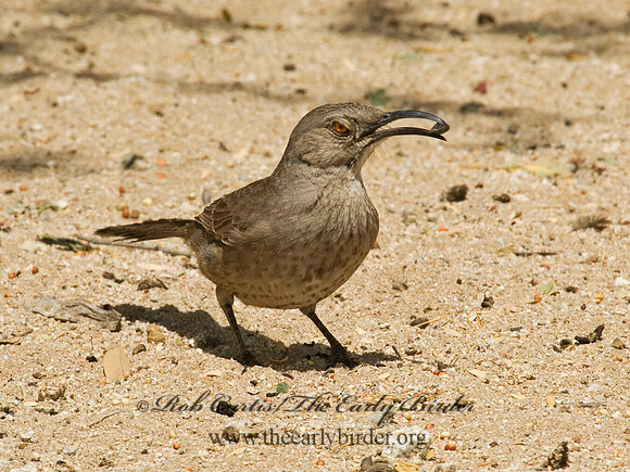 Toxostoma curvirostre  CURVE-BILLED THRASHER 5005135