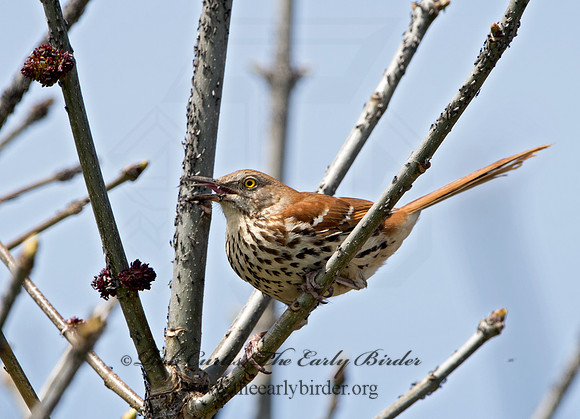 Toxostoma rufum  BROWN THRASHER 9043076