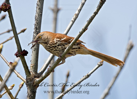 Toxostoma rufum  BROWN THRASHER 9043078