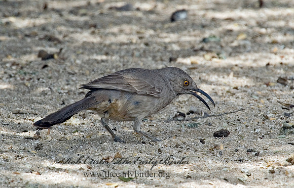 Toxostoma curvirostre  CURVE-BILLED THRASHER 5005136 V