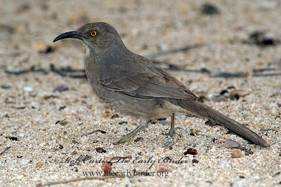 Toxostoma curvirostre  CURVE-BILLED THRASHER 5005163