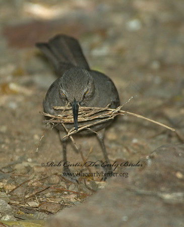 Toxostoma curvirostre  CURVE-BILLED THRASHER 5005531 V