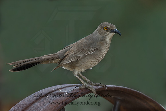 Toxostoma curvirostre  CURVE-BILLED THRASHER 5005165