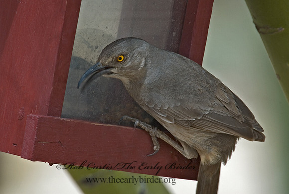 Toxostoma curvirostre  CURVE-BILLED THRASHER 5005180