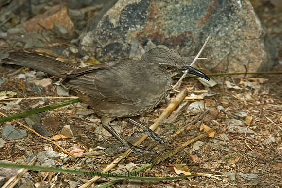 Toxostoma curvirostre  CURVE-BILLED THRASHER 5005537