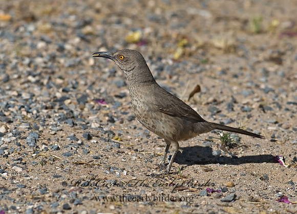 Toxostoma curvirostre  CURVE-BILLED THRASHER 6024564