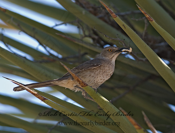 Toxostoma curvirostre  CURVE-BILLED THRASHER 6024566