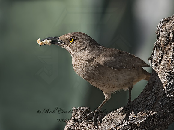 Toxostoma curvirostre  CURVE-BILLED THRASHER 6024572