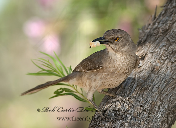 Toxostoma curvirostre  CURVE-BILLED THRASHER 6024573