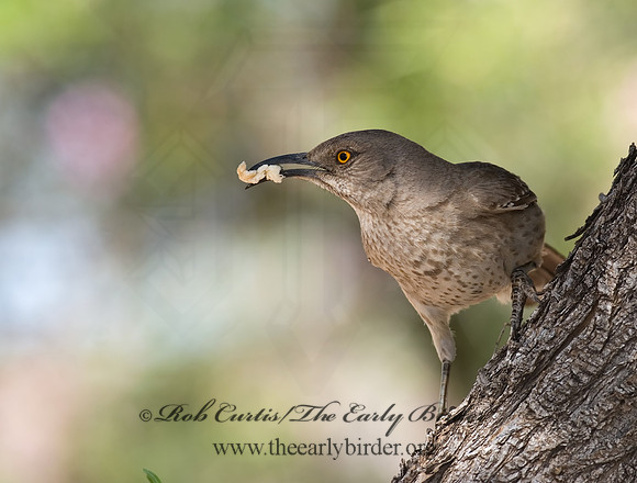 Toxostoma curvirostre  CURVE-BILLED THRASHER 6024578